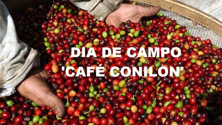 NOTÍCIA: Incaper e parceiros promovem dia de campo sobre café conilon no município no dia 24